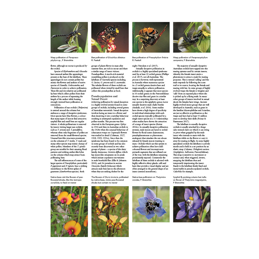 A Complete Guide To Native Orchids Of Australia