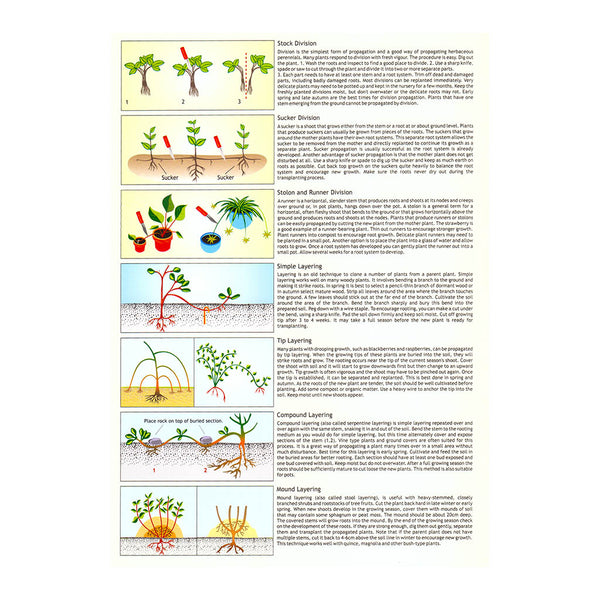 Plant Propagating - Gardener's Guide - Forestry Tools